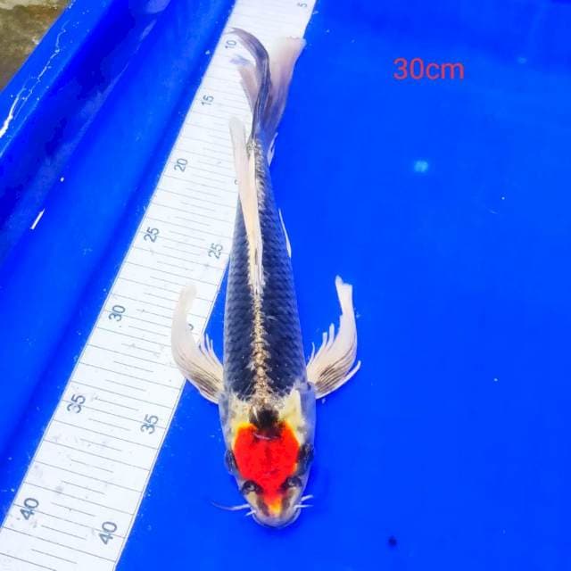 Tanco kumpay kujaku ORI 30cm 
