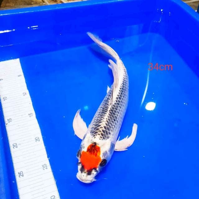 Tanco kujaku kumpay 34cm