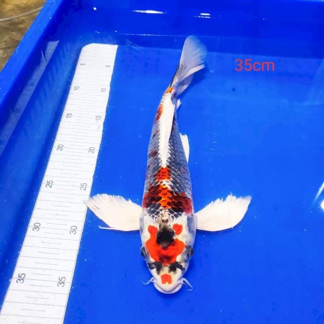 Kumpay kujaku HQ 34cm