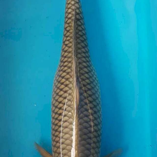 Chagoi Jumbo F1 Ogata