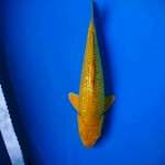 Gindrin midori bulky 30 cm 