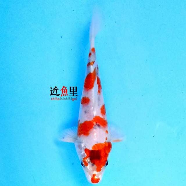 KUJAKU 17 cm