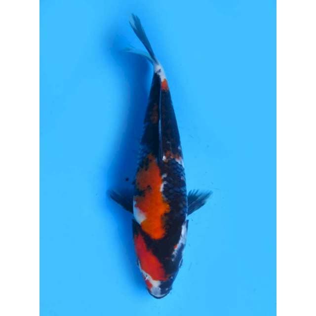 Showa Sanshoku - 23cm