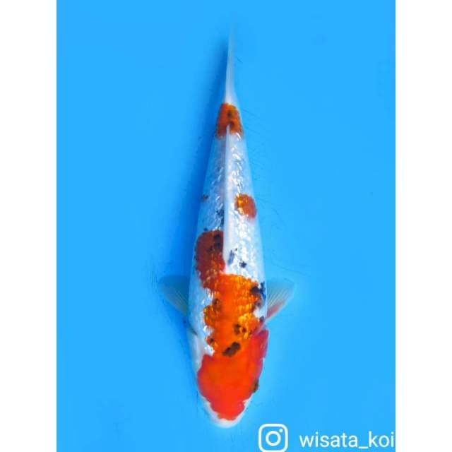 Sanke Ginrin - 27cm