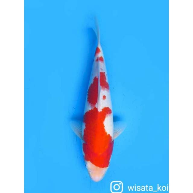 Red Kohaku - 32cm