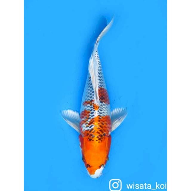 Kumpay Kujaku - 29cm