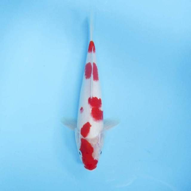 Kohaku