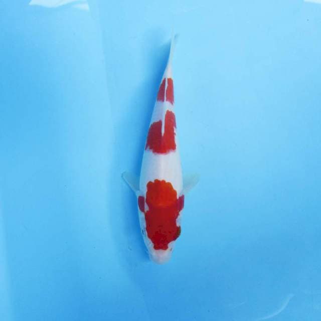 Kohaku