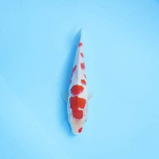 Kohaku