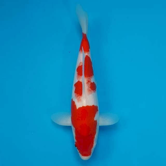 Super strong tategoi Kohaku genjiro 33cm with breeder certificate 