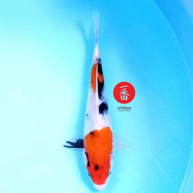 Kindai Showa 20 cm