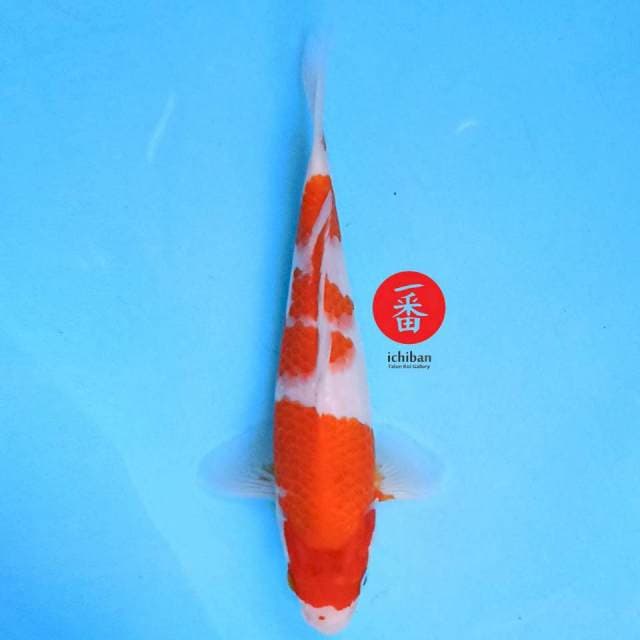 Kohaku 23 cm