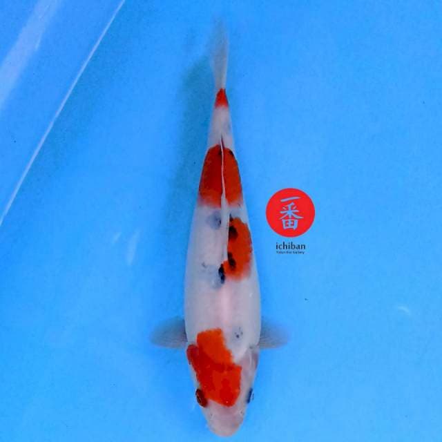 Showa 25 cm
