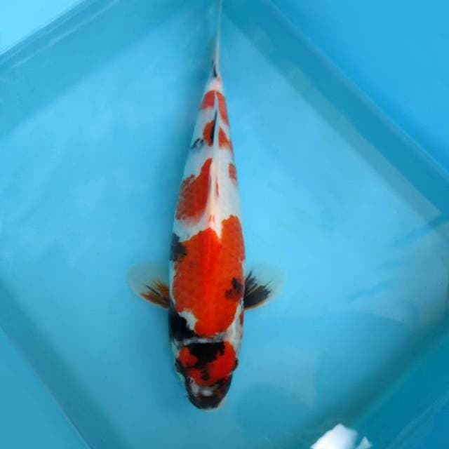 D. NIIGATA SHOGUN  ~ MARUTEN SHOWA SPC,-