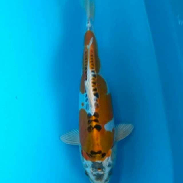 GECKO Istimewa