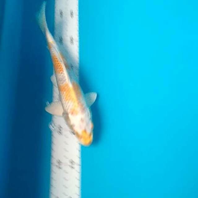 Hariwake 24cm