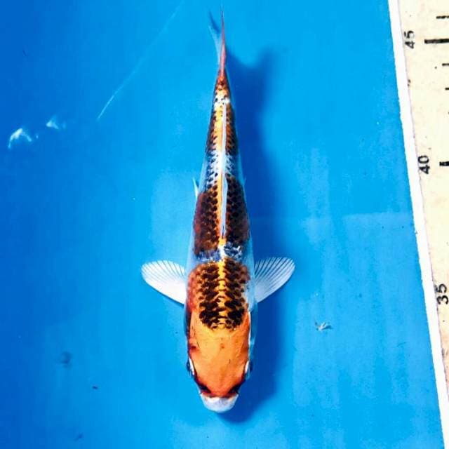 Kujaku, 15 cm