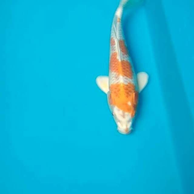 Hariwake 24cm