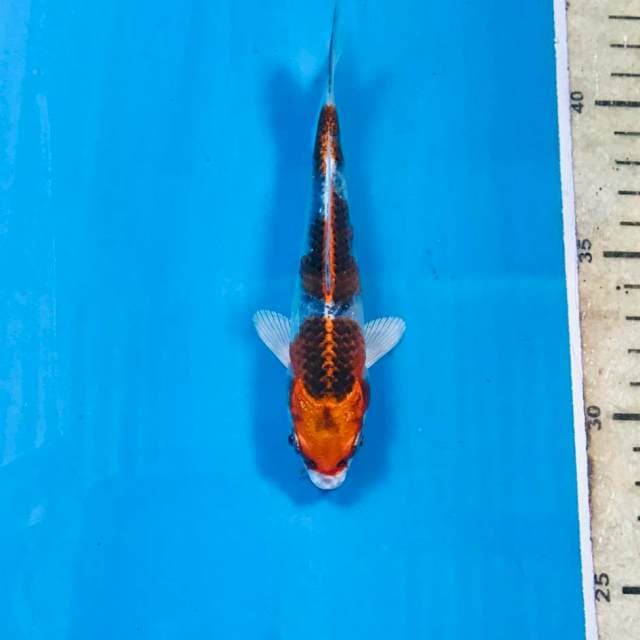 Kujaku, 14 cm