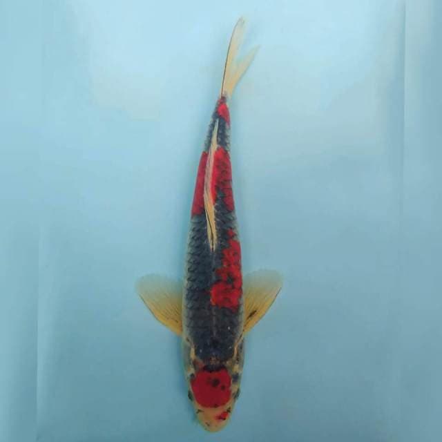 Maruten Goshiki
