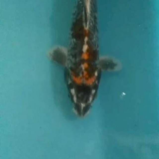 Kiko aragoke 22cm jntan