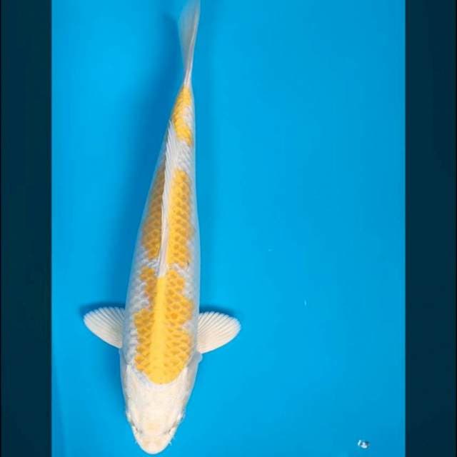 Hariwake strong 30cm male