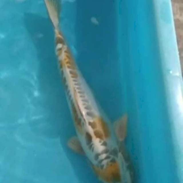 Hariwangke doit 30cm jantan