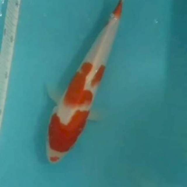 Kohaku merah strong 30cm jantan