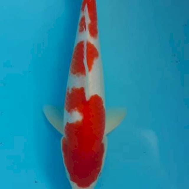 Kohaku cantik