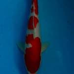 Kohaku cantik