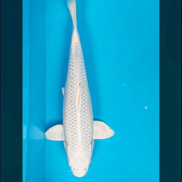 Platinum good fukurin 34cm male