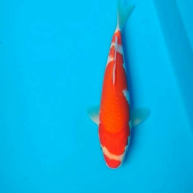 Kohaku 25cm