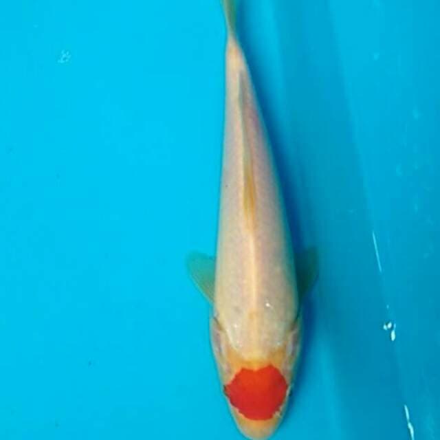 Tc.kohaku 24cm