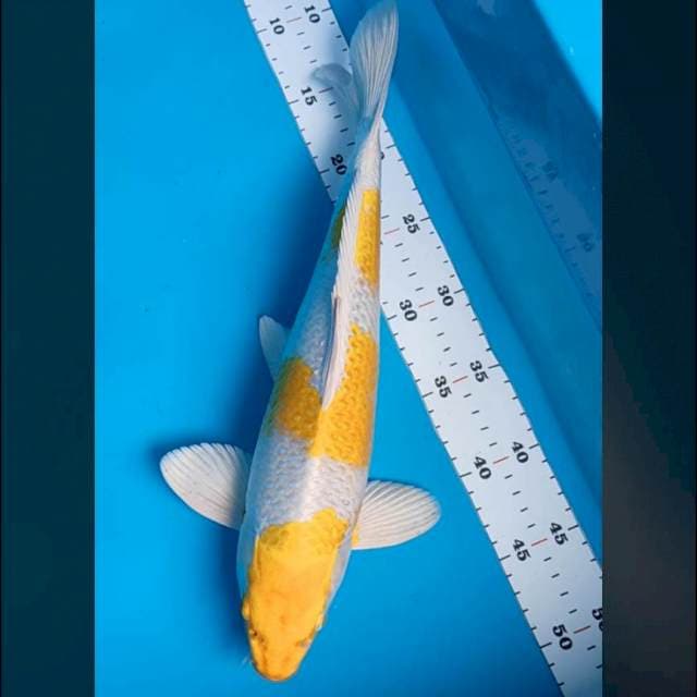 Sandan hariwake 38cm male