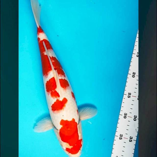 Kohaku super red ori 37cm