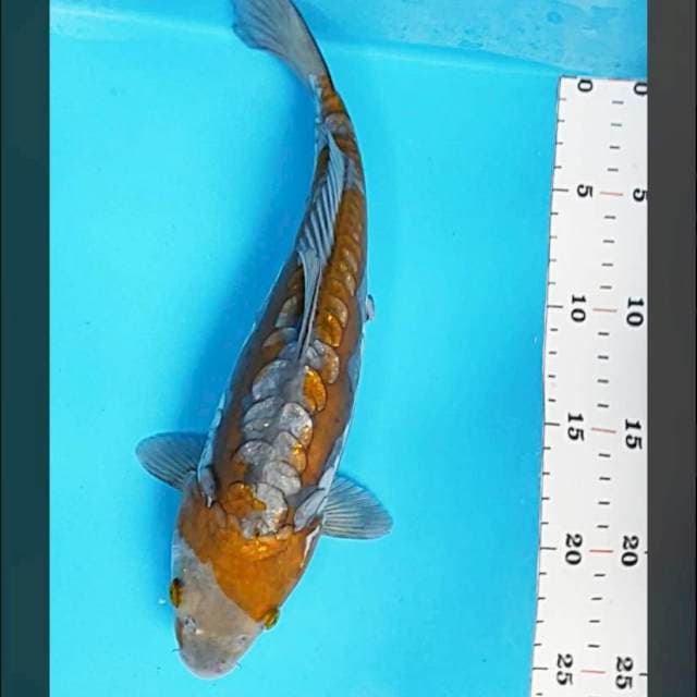 Dragon ochiba ginrin 29cm