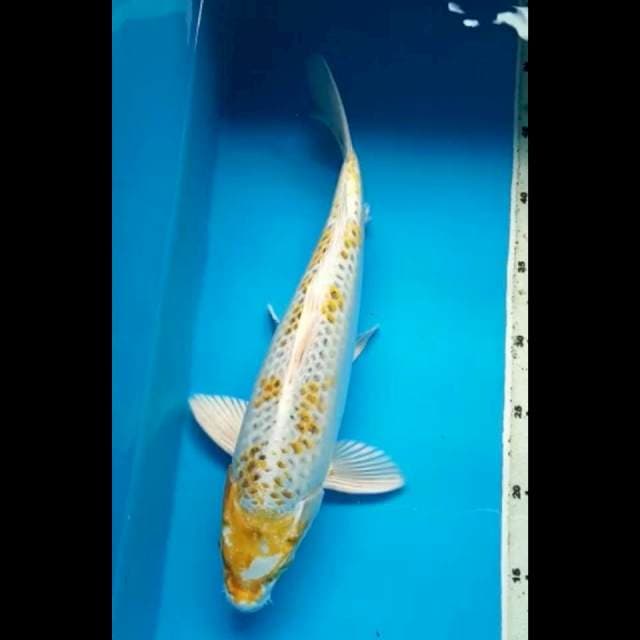 HARIWAKE JUMBO 36 Cm
