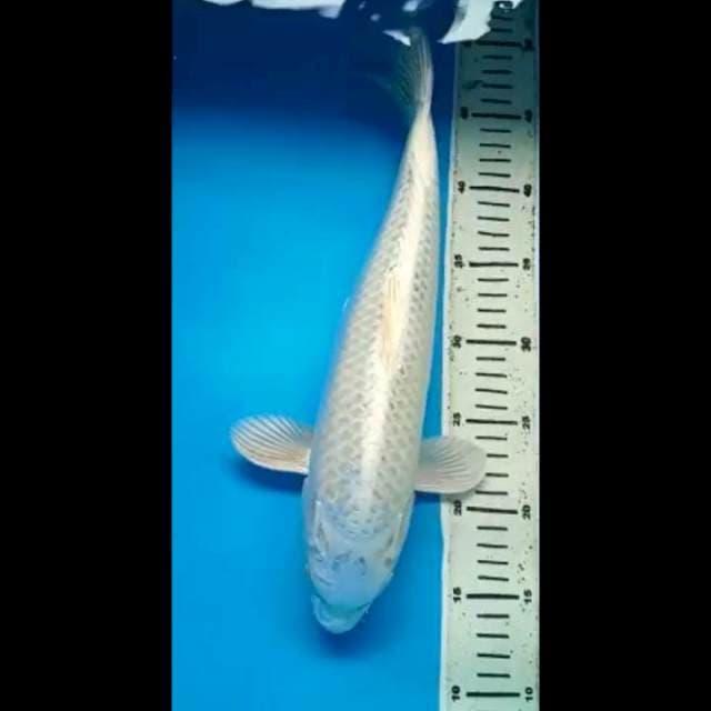PLATINUM JUMBO 37 Cm