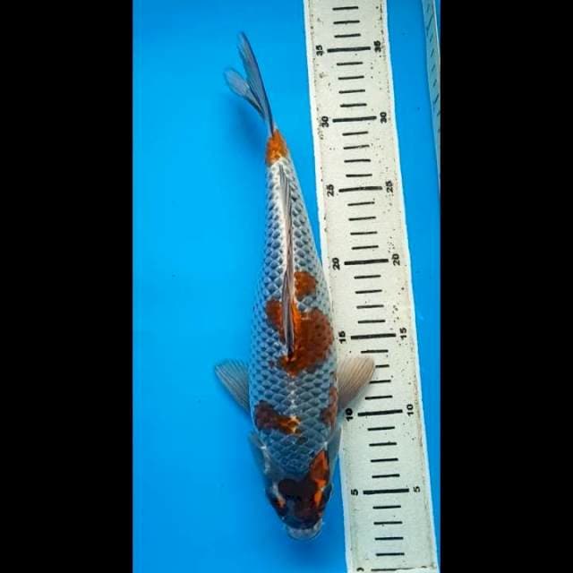 OCHIBA PUNUK 31 Cm, JANTAN