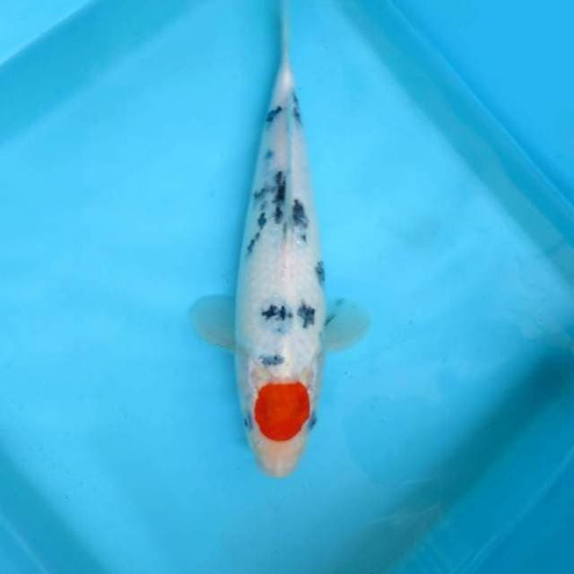 L. ORIGINAL TANCHO SANKE PROSPECT,-
