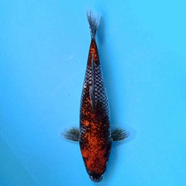 Beni Matsukawabake 28 cm