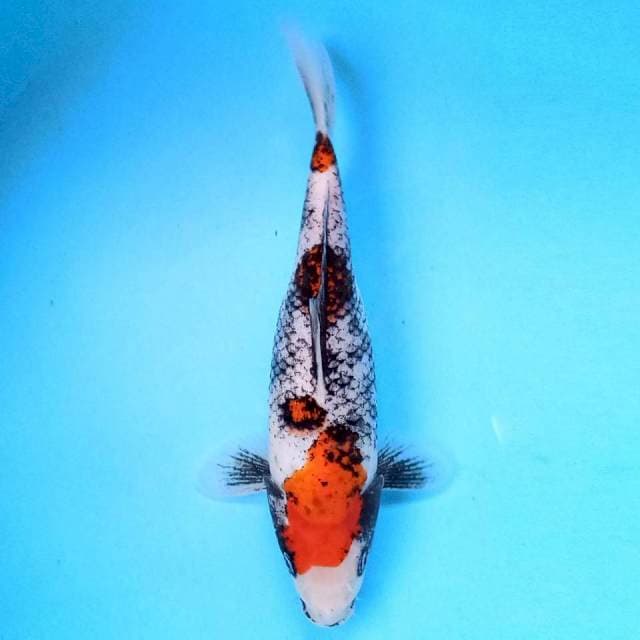 Beni Matsukawabake 26 cm