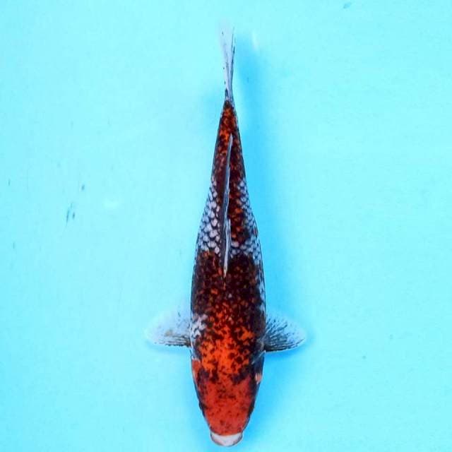 Beni Matsukawabake 24 cm