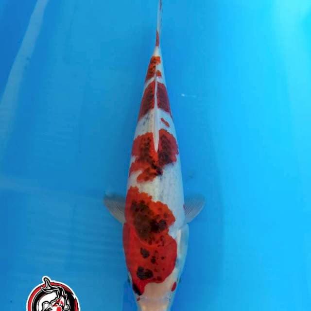 KAISAR_GOSHIKI_34CM