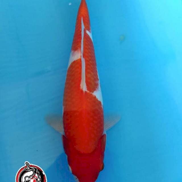 KAISAR_KOHAKU_30CM