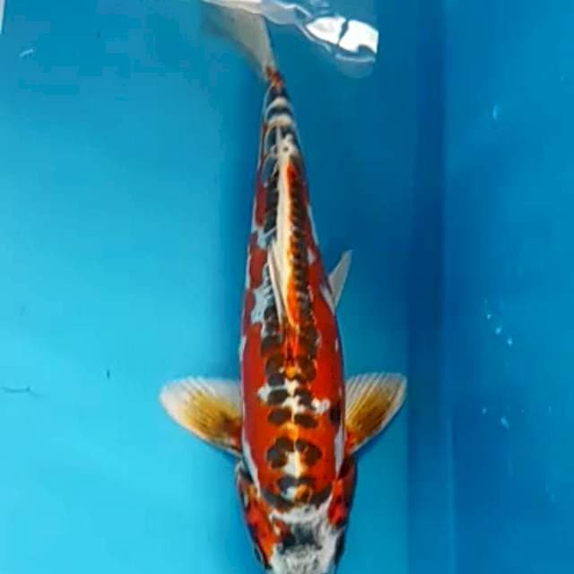 Kikokuryu