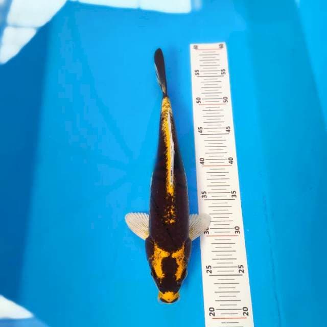 Kabuto 33cm
