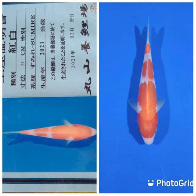 Kohaku JT maruyama