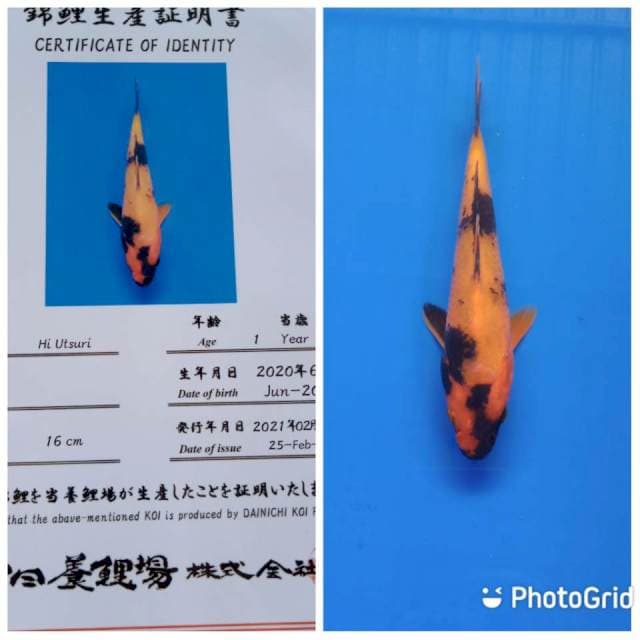 Hi utsuri tosai dainichi