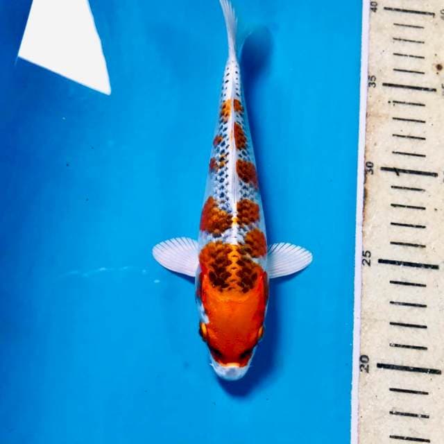 Kujaku, 20 cm